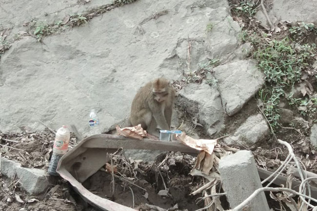 Monyet Bermunculan di Jalur Perbukitan Semeru, Ada Apa?