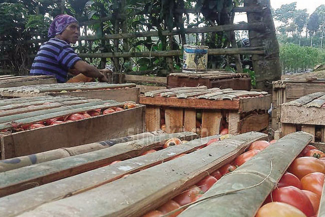 Tomat Kaya Manfaat, Salah Satunya untuk Diet