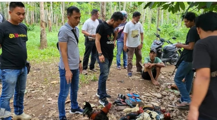 Tangkap Dua Penyabung dan 11 Ayam Jago