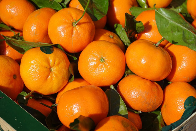 Jeruk Mandarin Kurangi Risiko Batu Ginjal