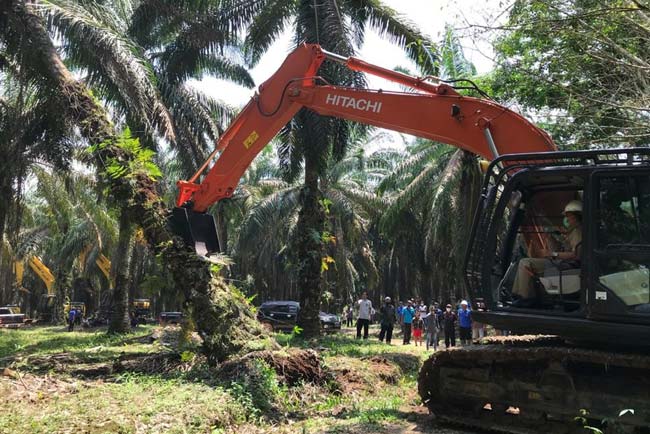 Pertengahan Tahun Mulai Tumbang Chipping di Lahan 11.050 Hektar