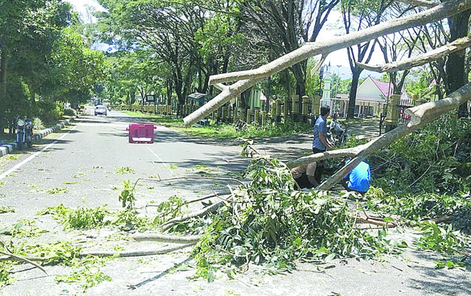 Angin Kecang, Pohon Bertumbangan