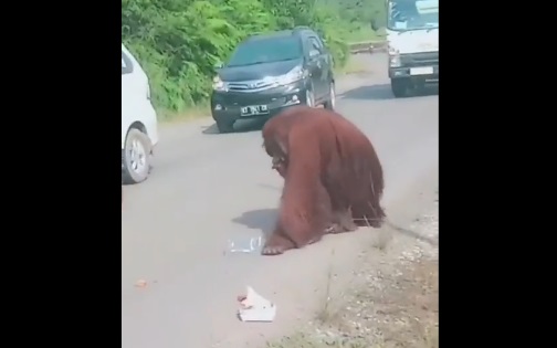 Viral Orangutan Masuk ke Jalan Raya di Kaltim
