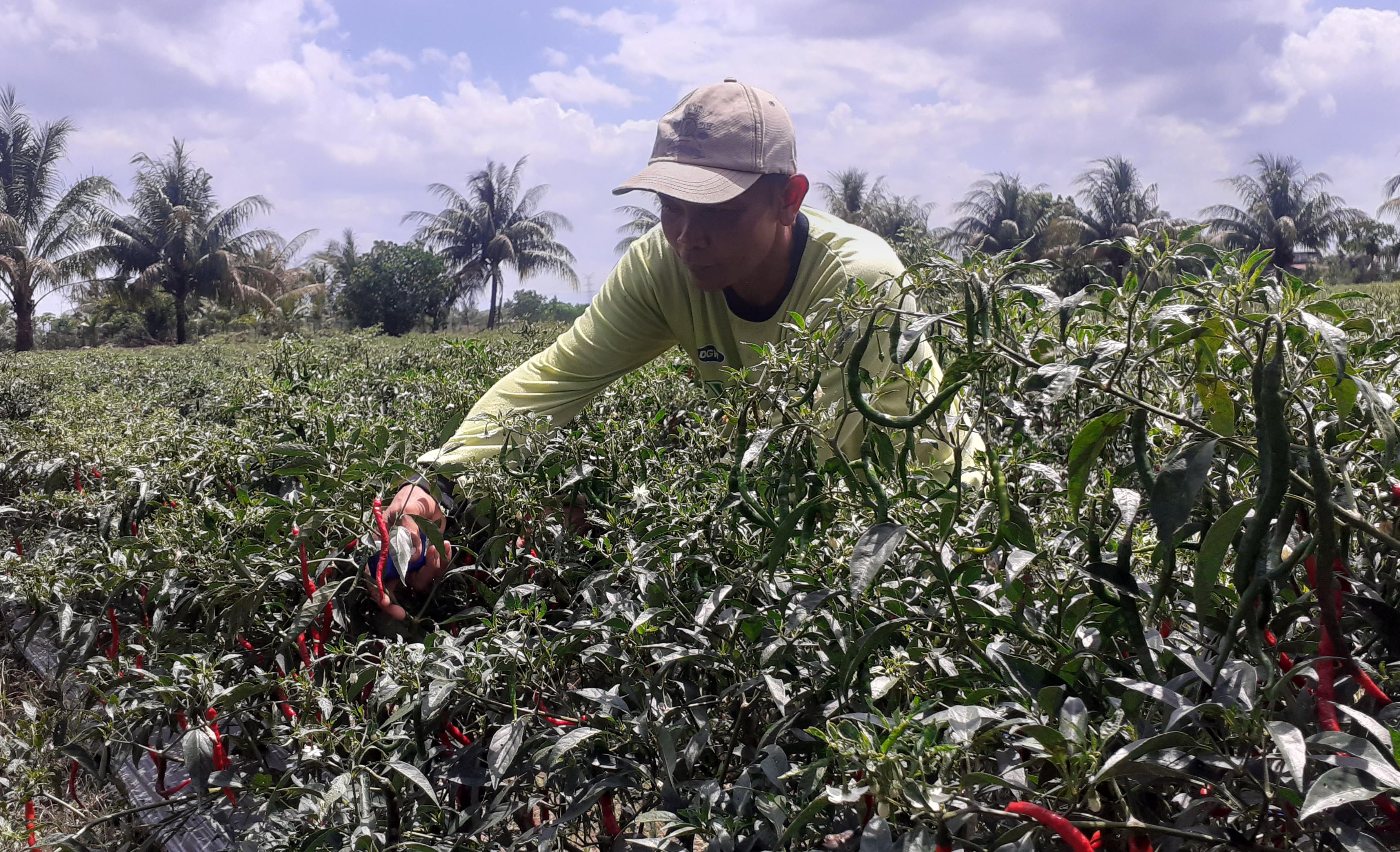 Harga Cabai Naik, Petani di Lubuklinggau Kantongi Ratusan Juta