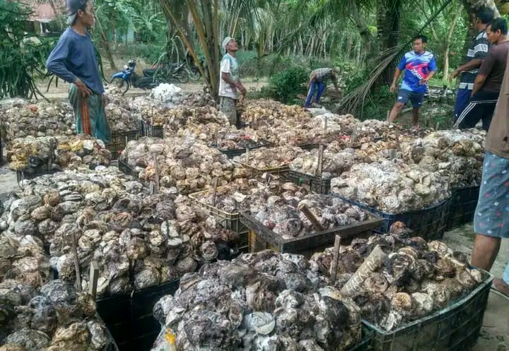 Harga Karet Mulai Stabil, Produksi Tergantung Cuaca