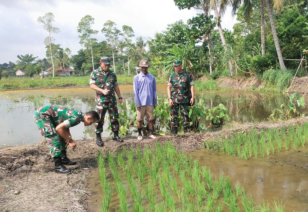 Desa Celikah Demplot Pertanian, Wujudkan Ketahanan Pangan