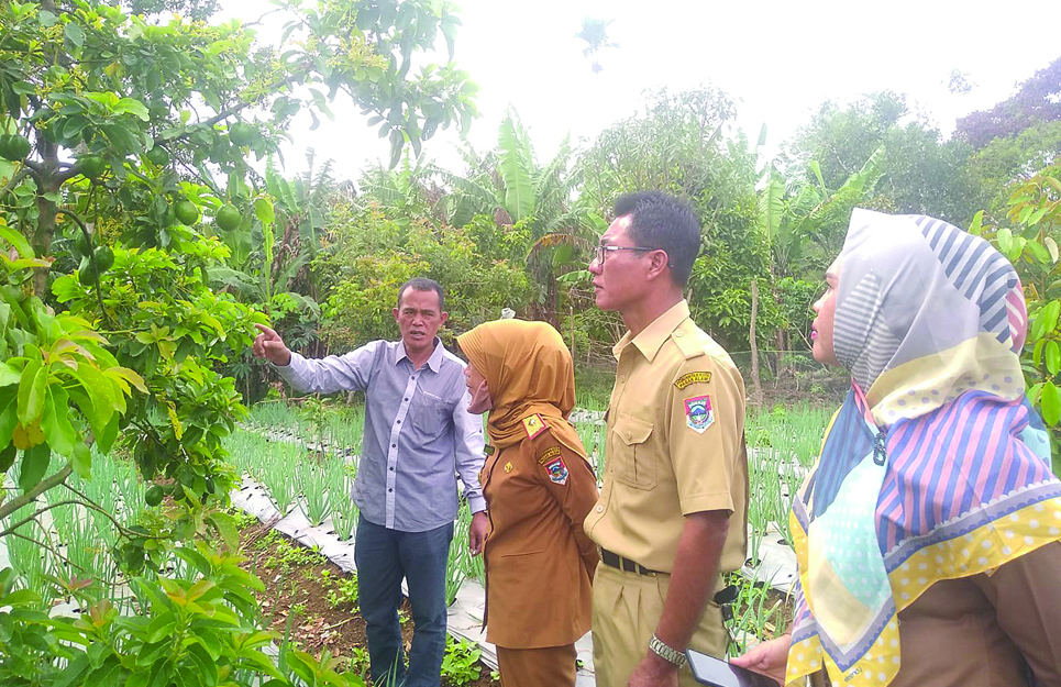 Satu Tanaman Ubi Menghasilkan 12 Kg, Ini Rahasianya