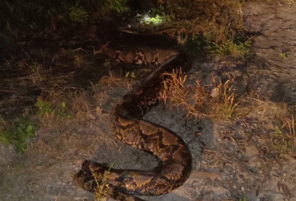 Ular Piton Sepanjang 10 Meter Nyaris Terkam Warga