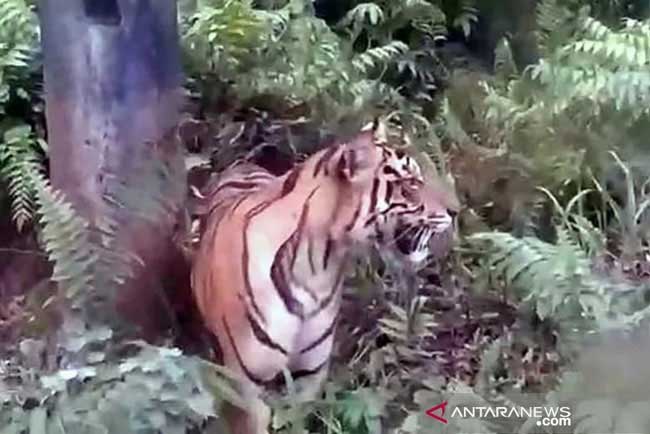 Usai Dirawat, Harimau Dilepasliarkan di Dharmasraya