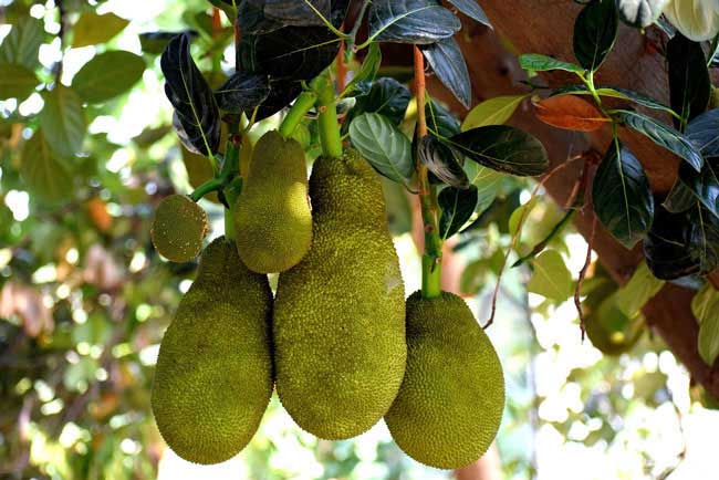 Catat.... ini 10 Manfaat Buah Nangka