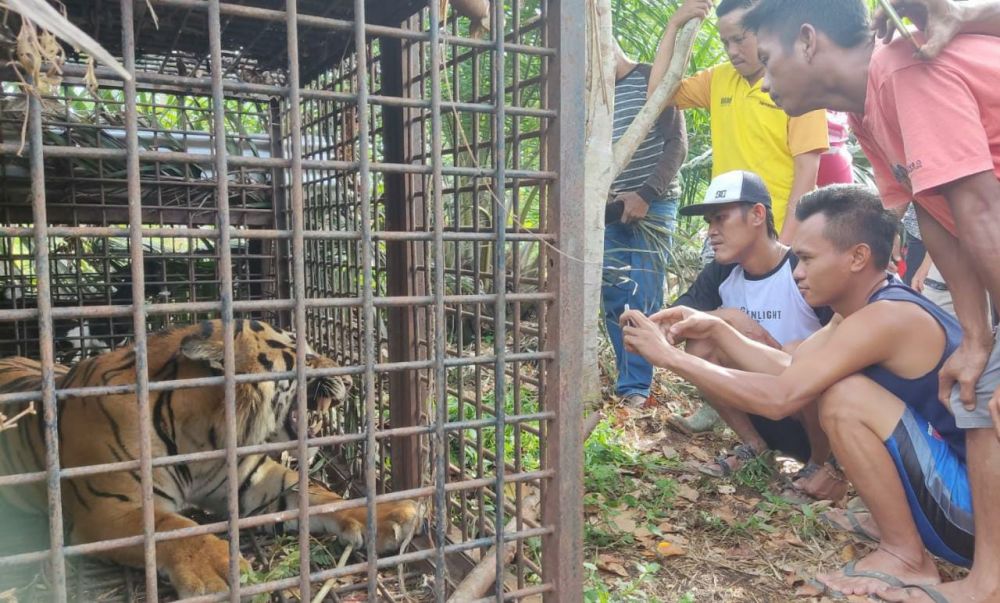 Harimau Masuk Perangkap BKSDA di Nalogedang