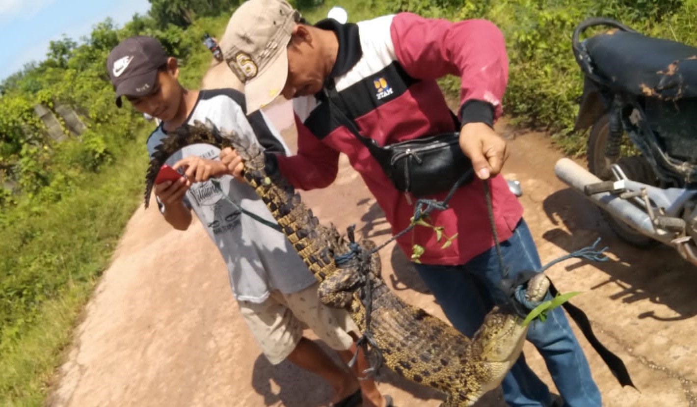 9 Buaya yang Lepas dari Penangkaran Berhasil Diamankan