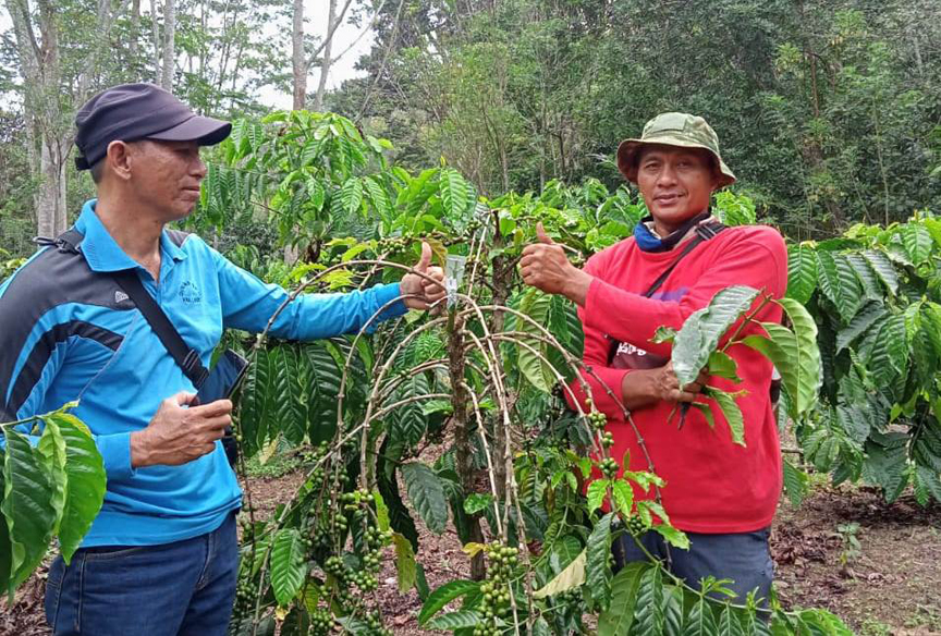 Penyuluh Monitoring Sambung Pucuk Kopi