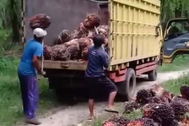 Petani di OKI Menjerit, Harga TBS Anjlok