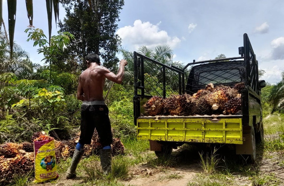 Petani Ngeluh, Harga TBS Anjlok Lagi