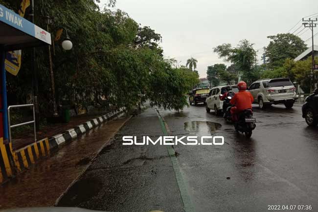 Hujan, Banyak Pohon Tumbang