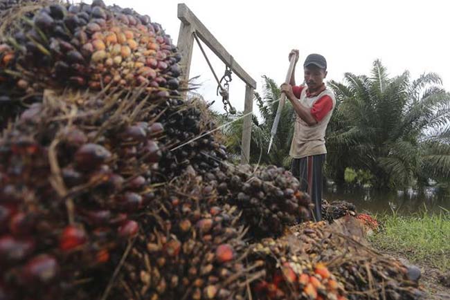 Larangan Ekspor CPO Tak Pengaruhi Harga Sawit