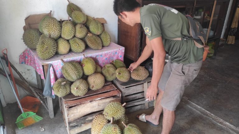 Empat Lawang Panen Durian, Banyak Dijual Keluar Daerah