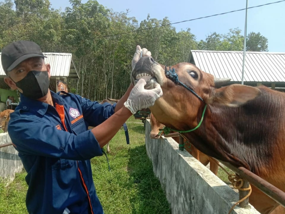 Hewan Ternak di Pasar Hewan Lempuing Diperiksa Kesehatan