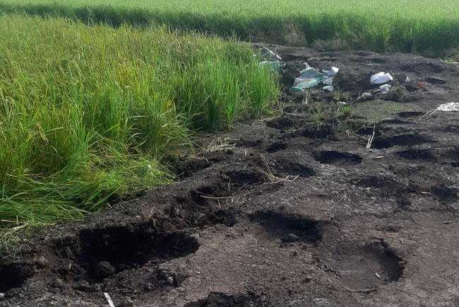 Kawanan Gajah Rusak Sawah Warga