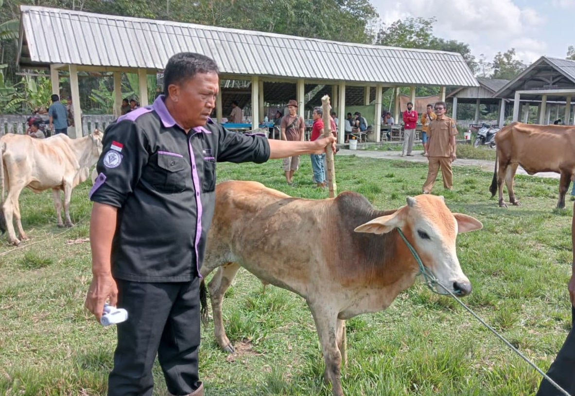 Pasar Hewan Tugu Agung, OKI, Sebelum Dijual Kesehatan Sapi Diperiksa