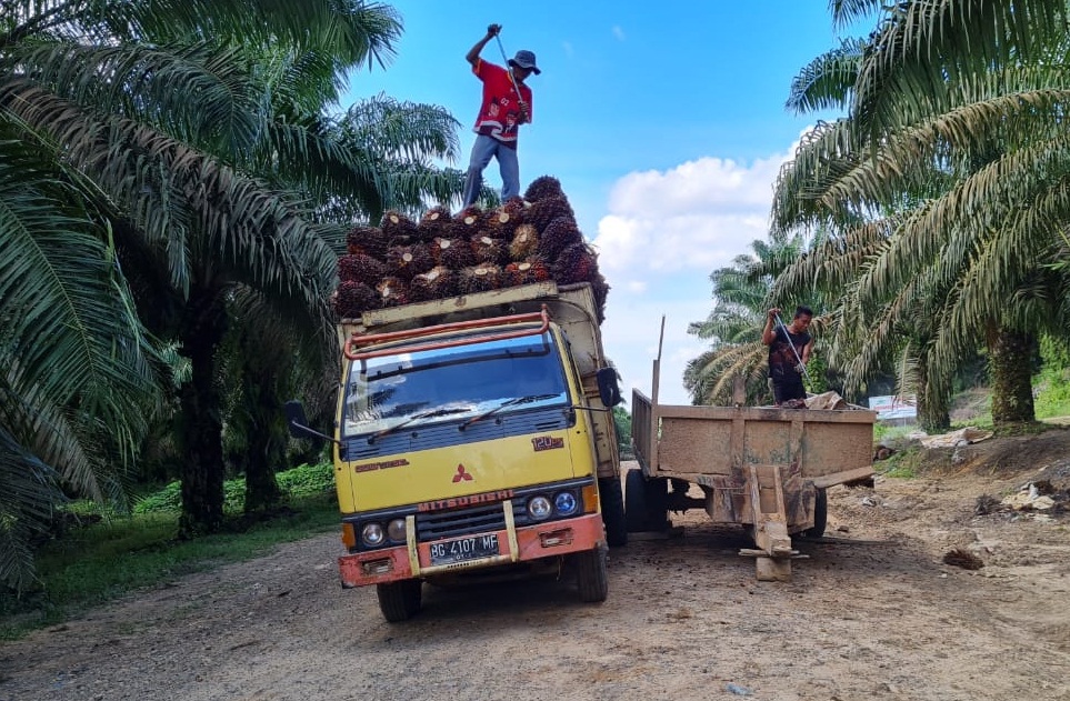 Petani di Kabupaten PALI Menjerit, Harga TBS Terjun Bebas