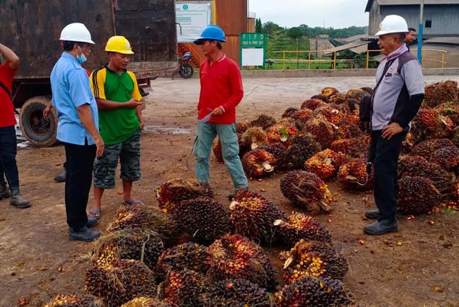 Petani Harapkan Harga TBS Normal Kembali