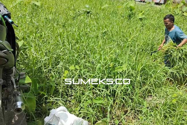 Cari Uang dengan Mencari Rumput Pakan Ternak