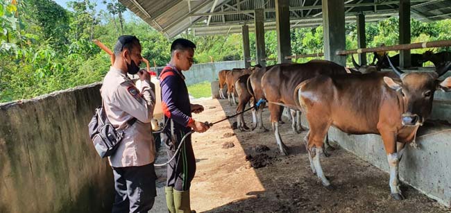 Cegah PMK, Semprotkan Disinfektan ke Kandang Hewan Ternak