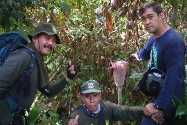 Selain Raffelsia Hasseltii, Tim Invent Temukan Flora Langka di Musi Rawas