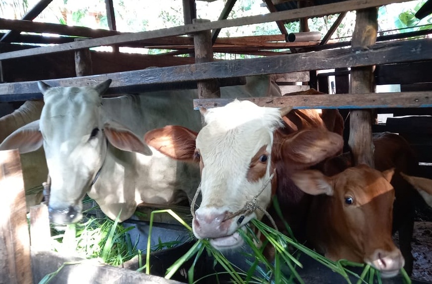 Warga Diimbau Tak Membeli Hewan Ternak dari Daerah Terkonfirmasi PMK