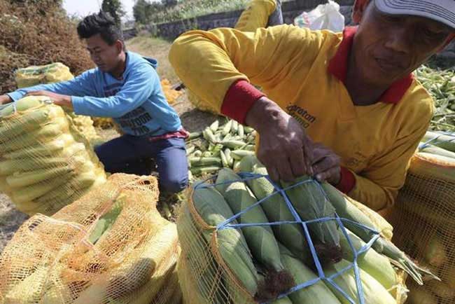 Catat... ini Manfaat Jagung Bagi Kesehatan