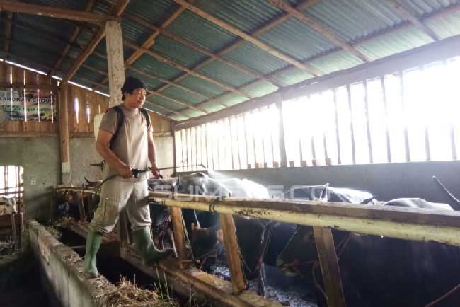 Ternak dari Luar Provinsi Harus Karantina