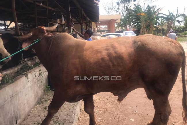 Sapi Kurban Divaksin