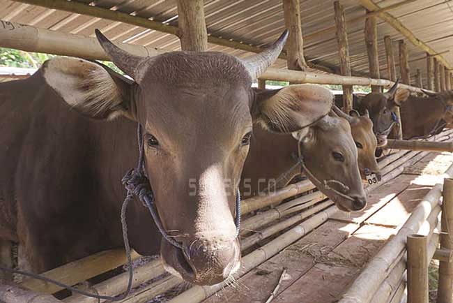 Tingkat Konsumsi Daging Masih Normal