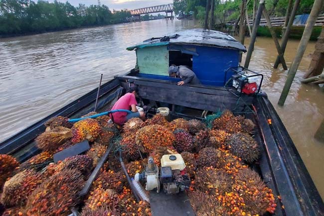 Gunakan Jukung, Gelapkan Ratusan Tandan Buah Segar Kelapa Sawit