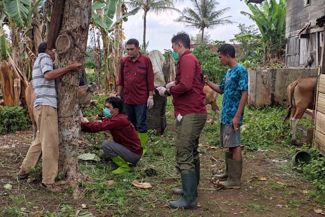 Pilih Aman, Belum Berani Ambil Ternak dari Luar