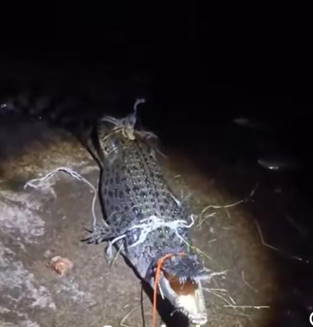 Pertarungan Warga SU II Palembang Ini 2 Jam Taklukkan Perlawanan Buaya, Kaki Nyaris Diterkam