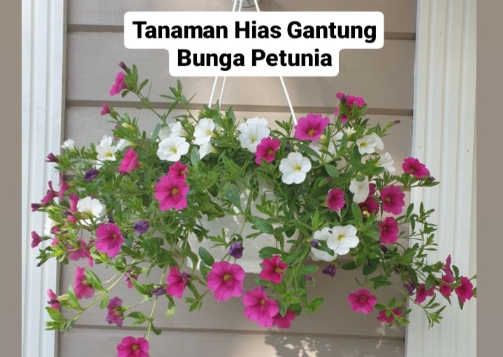 Bunga Petunia, Tanaman Hias Gantung yang Cantik dan Cara Perawatannya Gak Ribet! 