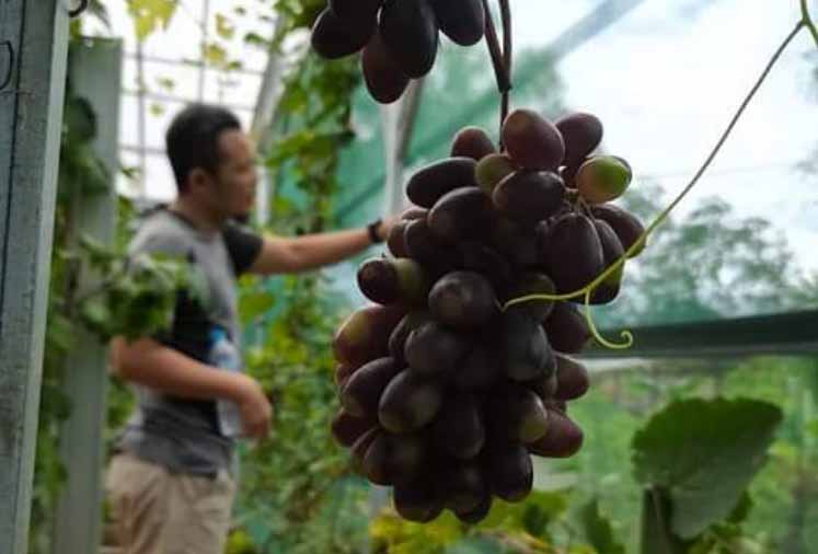 Wisata Agrikultur Budidaya Anggur Eropa di Kaur Bengkulu Sedang Hits, Menarik Dikunjungi