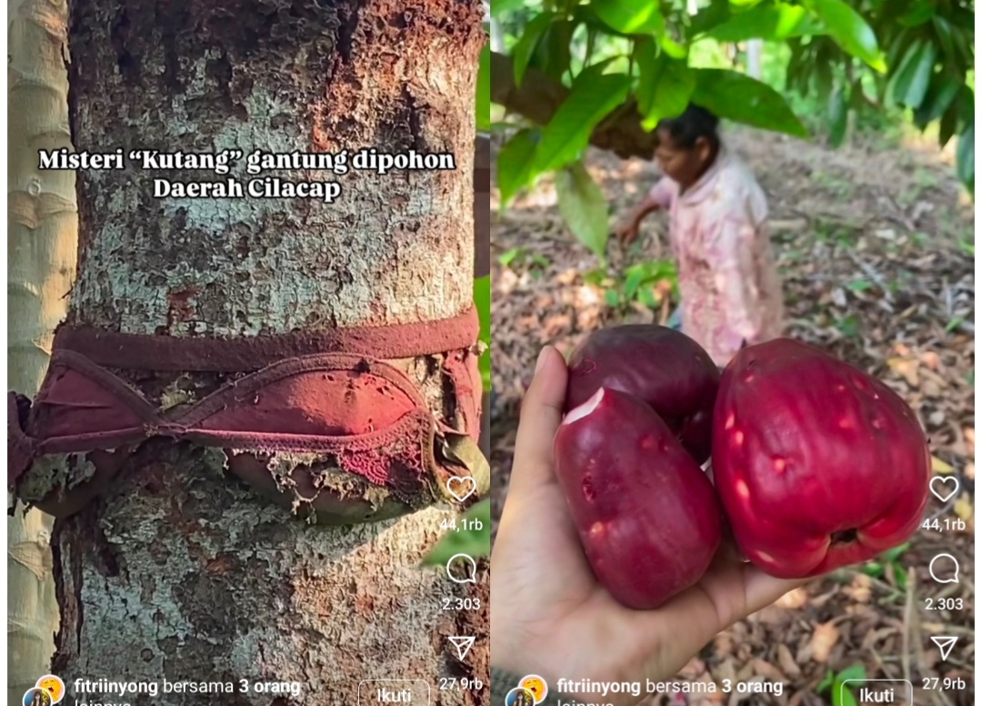 Heboh Mitos Bra Gantung di Pohon Daerah Cilacap Bisa Melebarkan Buah, Benarkah?