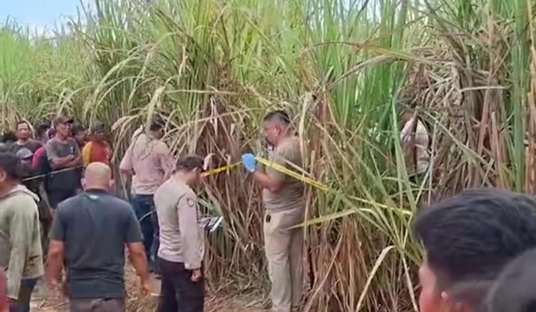 Polisi Sudah Periksa 22 Saksi, Kasus Pembunuhan Wanita Hamil di Kebun Tebu PTPN 7 Ogan Ilir Masih Lidik