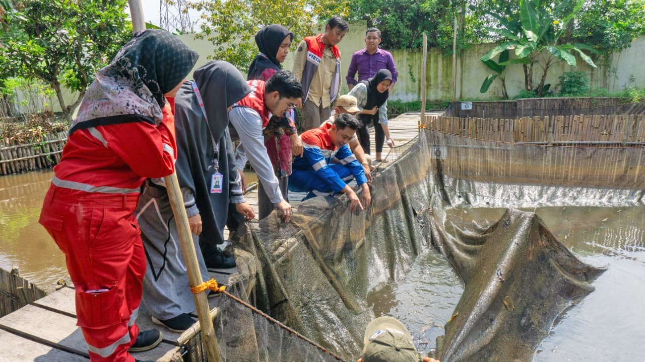 Aksi Nyata! Kilang Pertamina Plaju Mewujudkan Ekosistem Berkelanjutan dengan Cara Pembenihan Ikan Belida