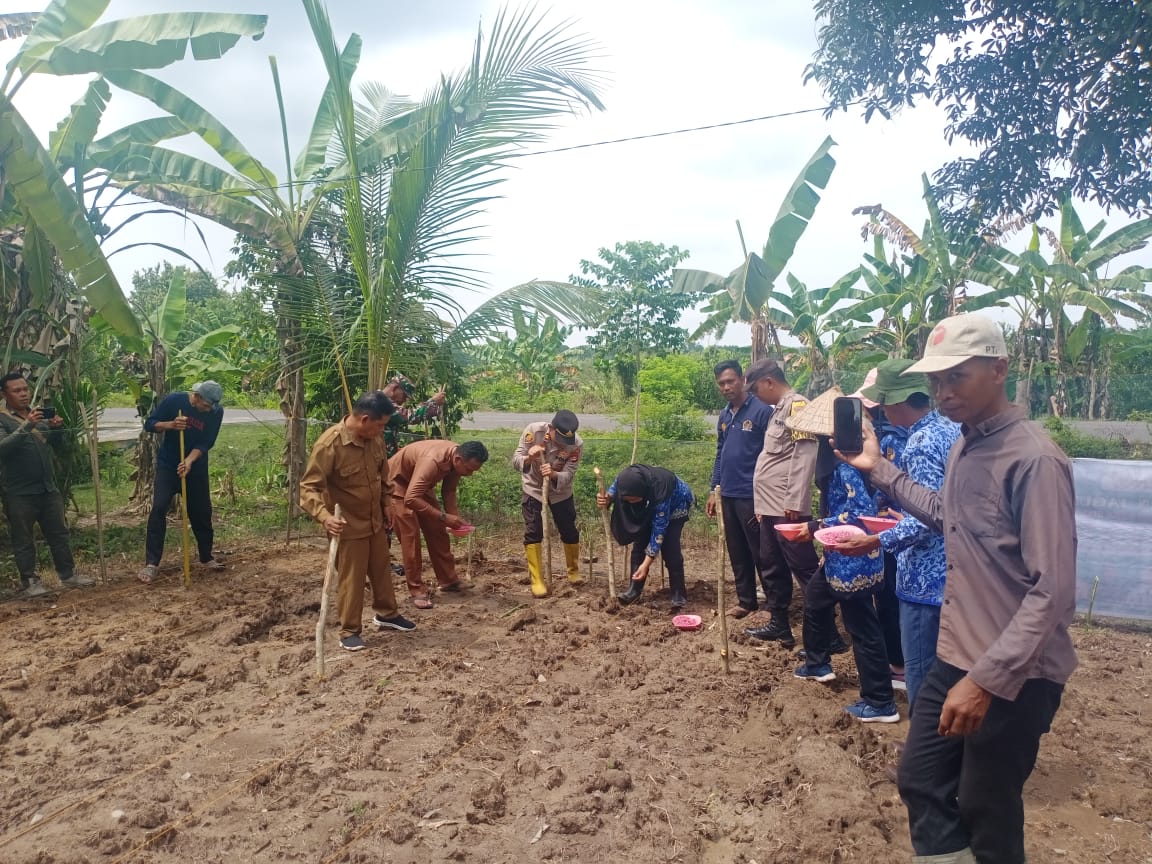 Bhabinkamtibmas Polsek Rantau Alai Ogan Ilir Hadiri Kegiatan Penanaman Jagung di Desa Tanjung Mas
