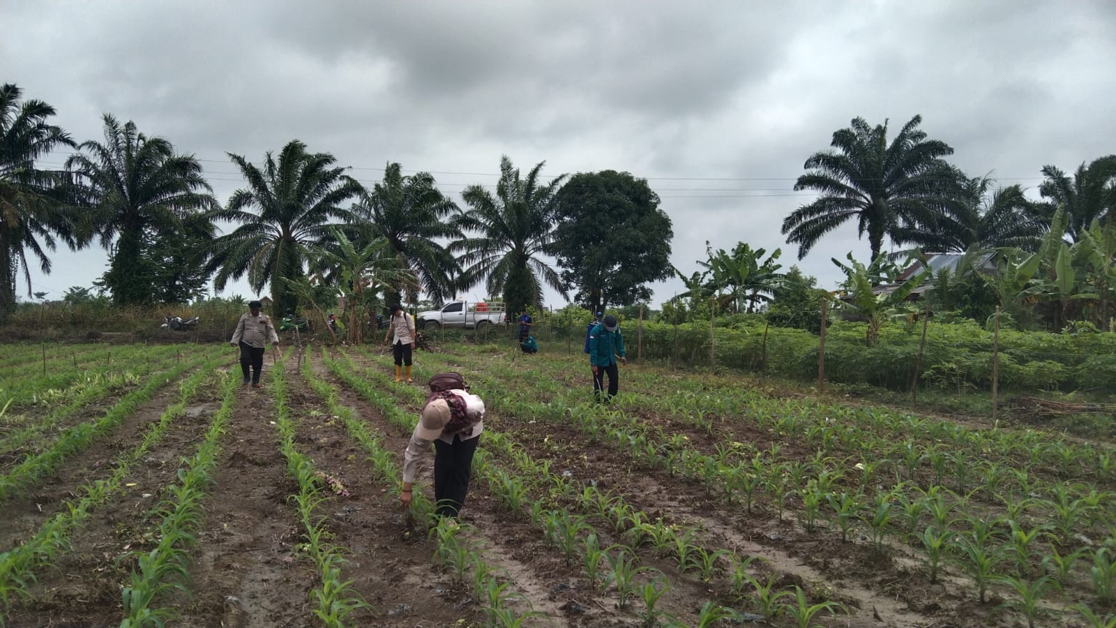 Bentuk Dukungan Polri,  Tanaman Jagung di Kecamatan Jejawi OKI Mulai Tumbuh Subur