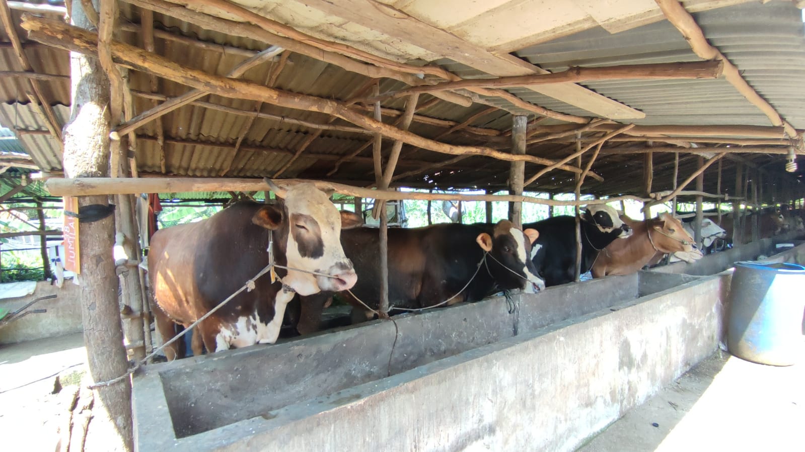 Ini Penyebab Penjualan Sapi Kurban Menurun