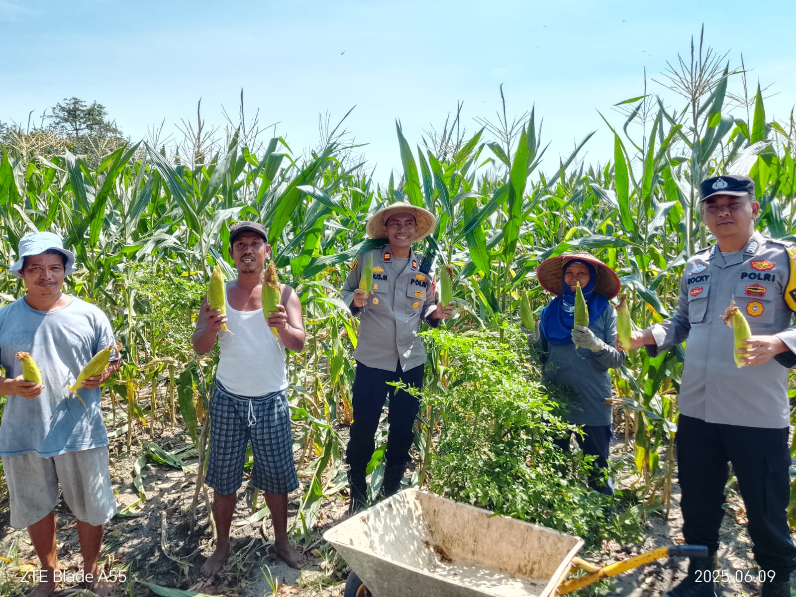 Program Ketahanan Pangan Polsek Rantau Alai Ogan Ilir Berhasil, 10 Ton Jagung Manis Akhirnya Dipanen