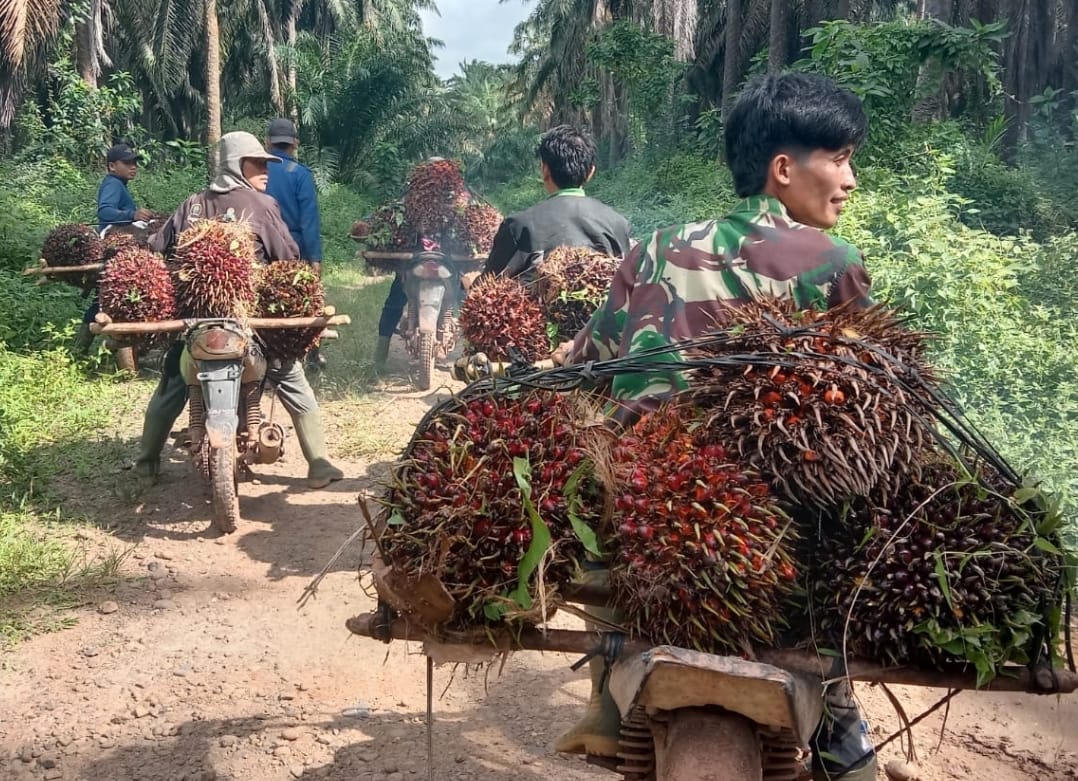 Begini Kronologis Penguasaan Lahan dan Penjarahan TBS Kelapa Sawit oleh Oknum Warga di Kebun PT Mitra Ogan 