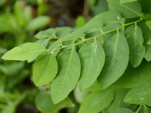 Selain Karmin, Daun Ini Juga Bisa Dijadikan Sebagai Pewarna Alami, Dijamin Warnanya Lebih Fresh dan Halal