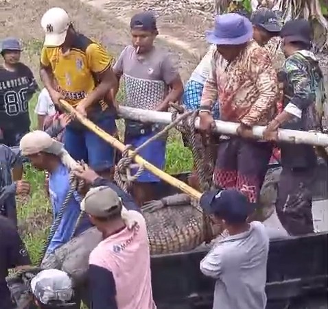 Buaya Muara Banyuasin Dilepaskan Warga Ke Muara Sungai